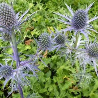 Eryngium