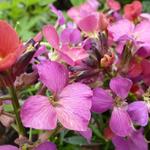 Erysimum x allionii 'Constant Cheer' - Steenraket, muurbloem