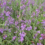 Erysimum linifolium 'Variegatum' - Bonte steenraket