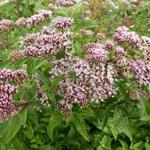 Eupatorium cannabinum - Leverkruid, Koninginnekruid - Eupatorium cannabinum