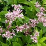 Eupatorium 'Mask' - Leverkruid/Koninginnekruid - Eupatorium 'Mask'