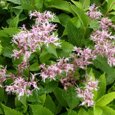 Leverkruid/Koninginnekruid - Eupatorium 'Mask'