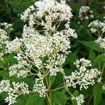 Eupatorium maculatum 'Album' - Leverkruid, Koninginnekruid - Eupatorium maculatum 'Album'