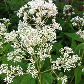 Eupatorium maculatum 'Album'