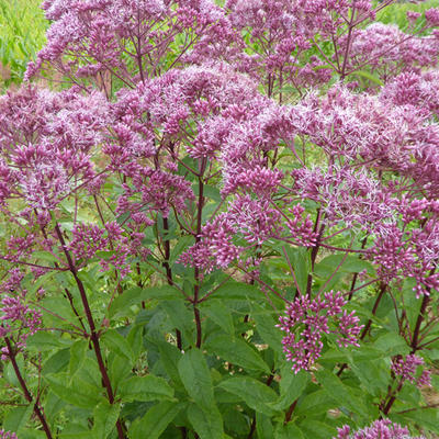 Eupatorium maculatum 'Atropurpureum' - Leverkruid/Koninginnekruid