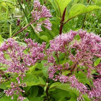 Eupatorium maculatum 'Phantom'