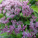 Eupatorium maculatum 'Purple Bush' - Koninginnenkruid, Leverkruid - Eupatorium maculatum 'Purple Bush'