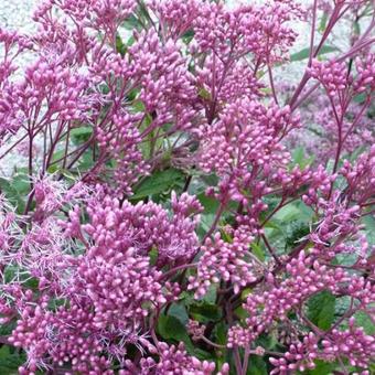 Eupatorium maculatum 'Riesenschirm'