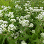 Koninginnenkruid - Eupatorium perfoliatum