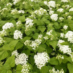 Eupatorium rugosum 'Braunlaub' - Koninginnekruid