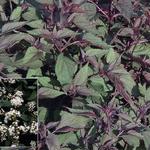 Eupatorium rugosum 'Chocolate' - Koninginnekruid