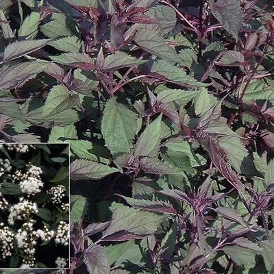 Eupatorium rugosum 'Chocolate' - Koninginnekruid