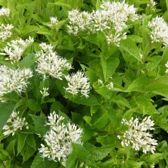 Eupatorium maculatum ‘Snowball’