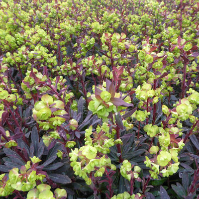 Euphorbia amygdaloides 'Purpurea' - Amandelwolfsmelk