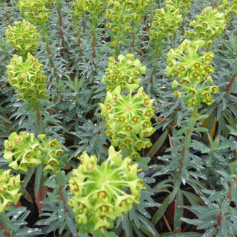 Euphorbia characias 'Blue Wonder'