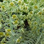 Euphorbia characias subsp. wulfenii 'Emmer Green' - Wolfsmelk