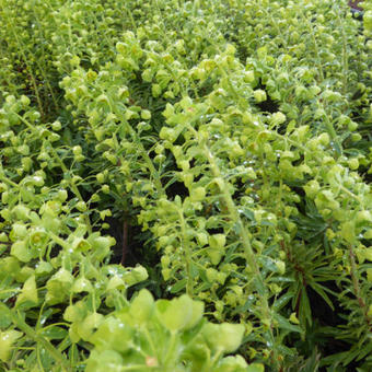 Euphorbia characias 'Forescate'