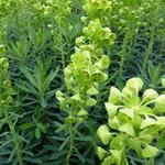 Euphorbia characias subsp. characias 'Humpty Dumpty' - Wolfsmelk