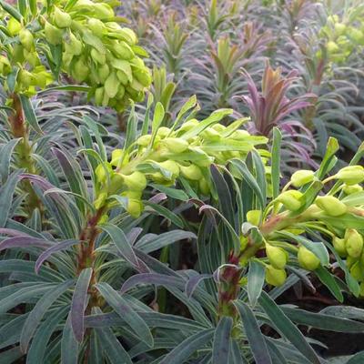 Wolfsmelk - Euphorbia characias 'Purple and Gold'