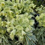 Wolfsmelk - Euphorbia characias 'Tasmanian Tiger'