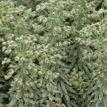 Euphorbia characias 'Silver Swan' - Wolfsmelk