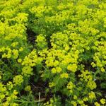 Wolfsmelk - Euphorbia cyparissias