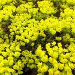 Euphorbia cyparissias   'Clarice Howard' - Cipreswolfsmelk