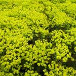 Euphorbia cyparissias 'Fens Ruby' - Wolfsmelk