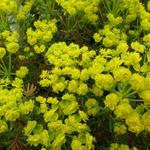 Euphorbia cyparissias 'Orange Man' - Wolfsmelk