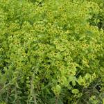 Euphorbia 'Copton Ash' - Wolfsmelk