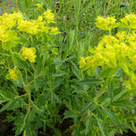 Moeraswolfsmelk - Euphorbia palustris