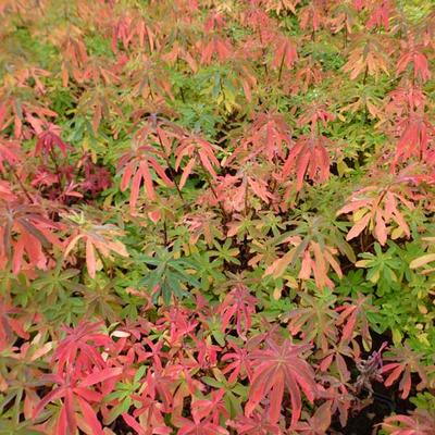 Wolfsmelk - Euphorbia epithymoides 'Purpurea'