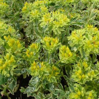 Euphorbia polychroma 'Variegata'