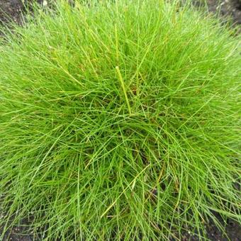 Festuca gautieri