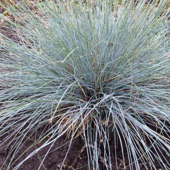 Festuca glauca