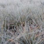 Festuca glauca 'Azurit' - Zwenkgras