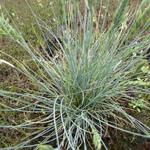 Festuca glauca 'Eisvogel' - Zwenkgras