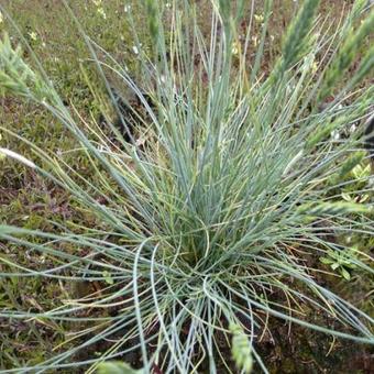 Festuca glauca 'Eisvogel'