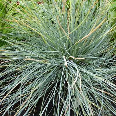 Festuca glauca 'Elijah Blue' - Zwenkgras