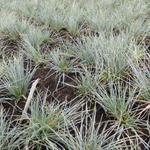 Festuca glauca 'Harz' - Zwenkgras, Blauw Schapegras