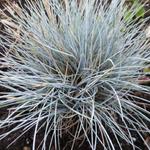 Festuca glauca 'Silberreiher' - Zwenkgras, Blauw Schapegras - Festuca glauca 'Silberreiher'