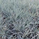 Festuca glauca 'Uchte' - Blauw zwenkgras , blauw schapengras