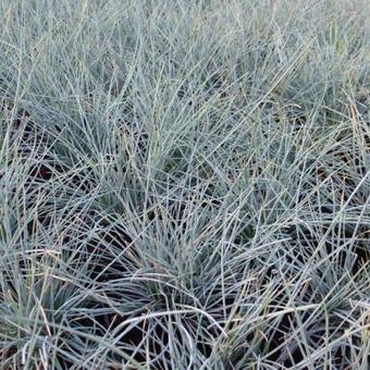 Festuca glauca 'Uchte'