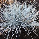 Festuca valesiaca 'Silbersee' - Zwenkgras, Blauw Schapegras