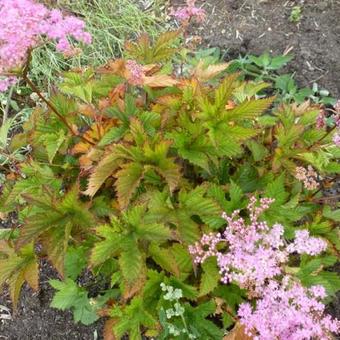 Filipendula 'Kahome'