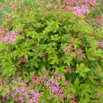 Filipendula palmata