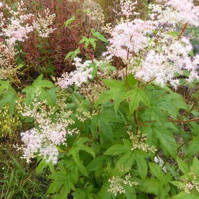 Moerasspirea - Filipendula purpurea 'Elegans'