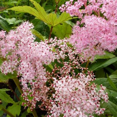 Filipendula rubra 'Venusta' - Moerasspirea