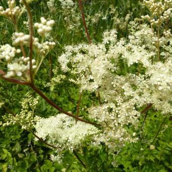 Filipendula ulmaria