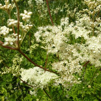 Filipendula ulmaria - Moerasspirea